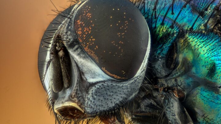 Le logiciel malveillant nommé StripedFly a été actif pendant 5 ans avant d'être détecté !